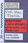 Etikette zu Cardiophorus syriacoides (Platia & Cate, 2001) (NHMW-ZOO-COL-0008286)